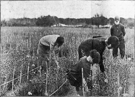 00_Pepet y Familia traballant al camp de clavells_Mirador 11-7-1929
